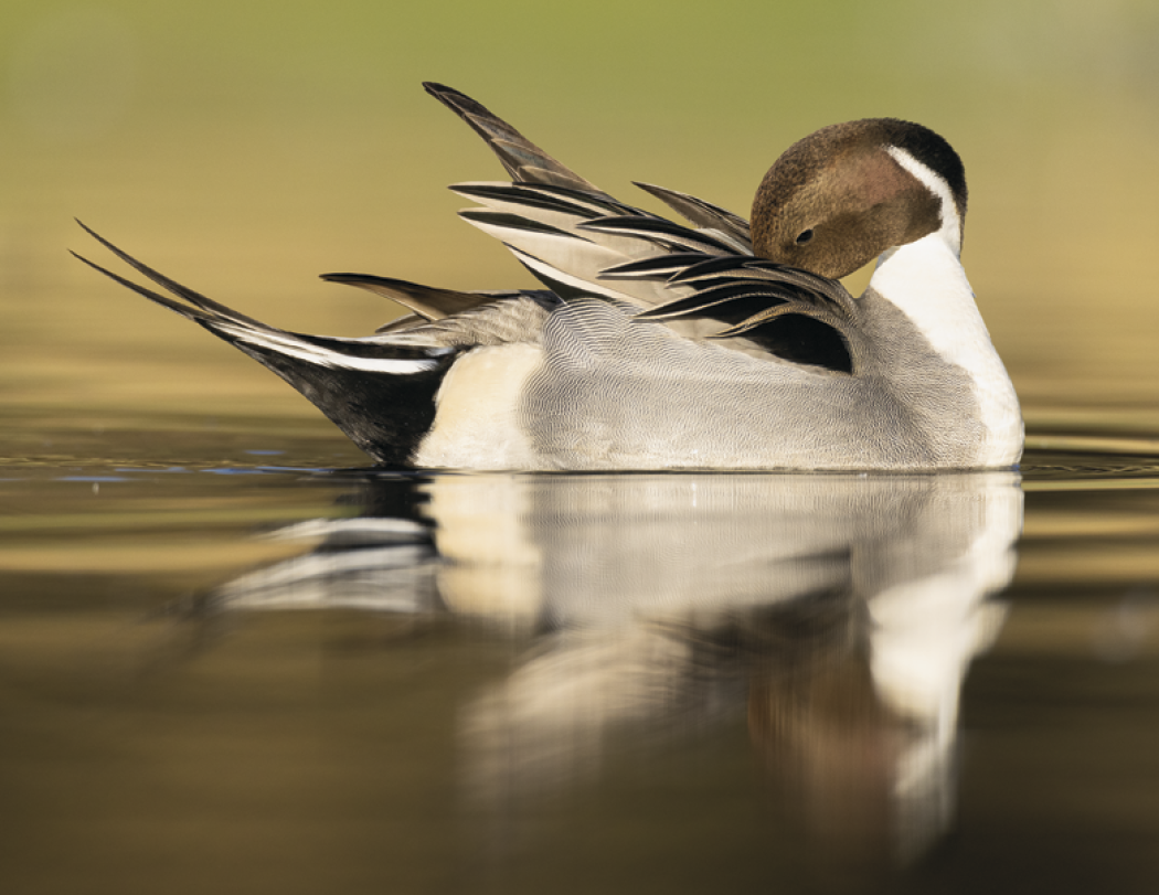 Good Value Waterfowl Spiral Calendar-7048