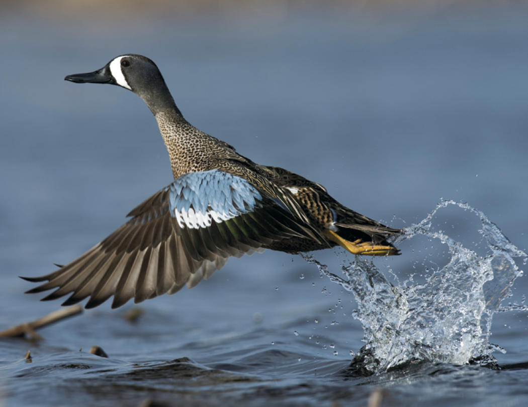 Good Value Waterfowl Spiral Calendar-7048