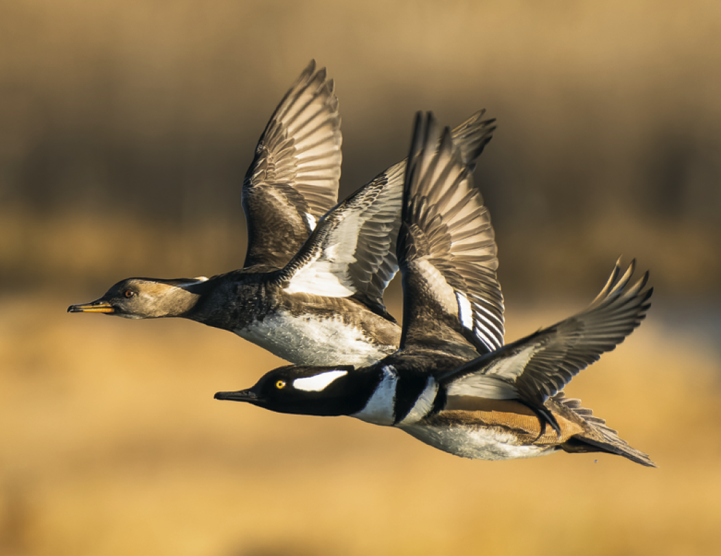 Good Value Waterfowl Spiral Calendar-7048