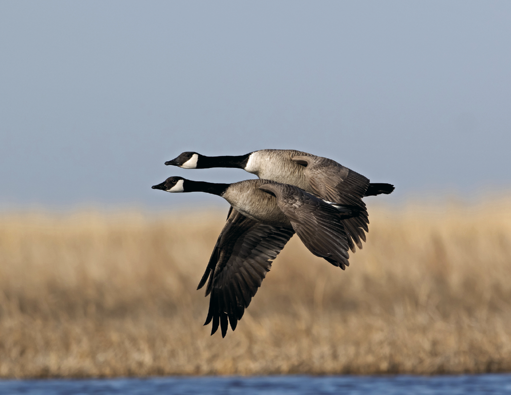 Good Value Waterfowl Spiral Calendar-7048