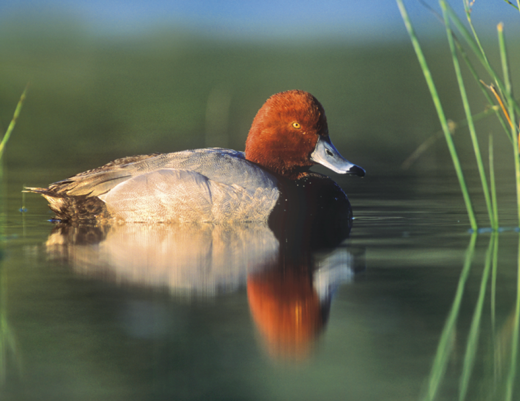 Good Value Waterfowl Spiral Calendar-7048