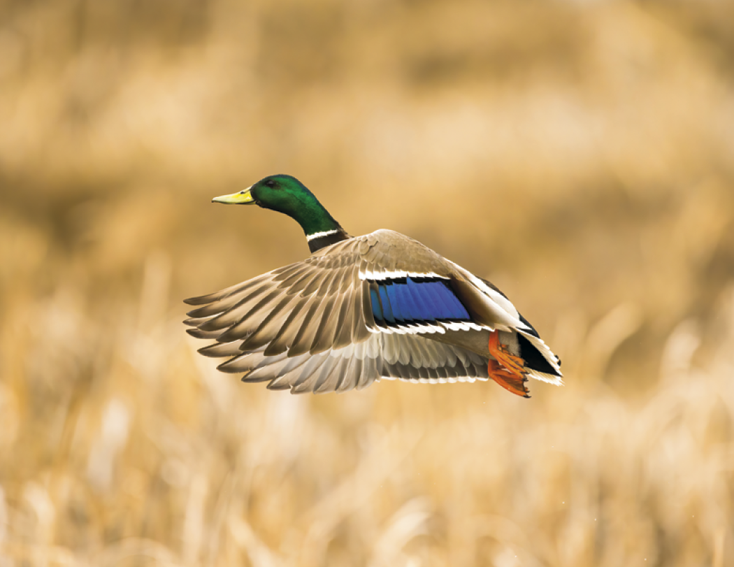 Good Value Waterfowl Spiral Calendar-7048