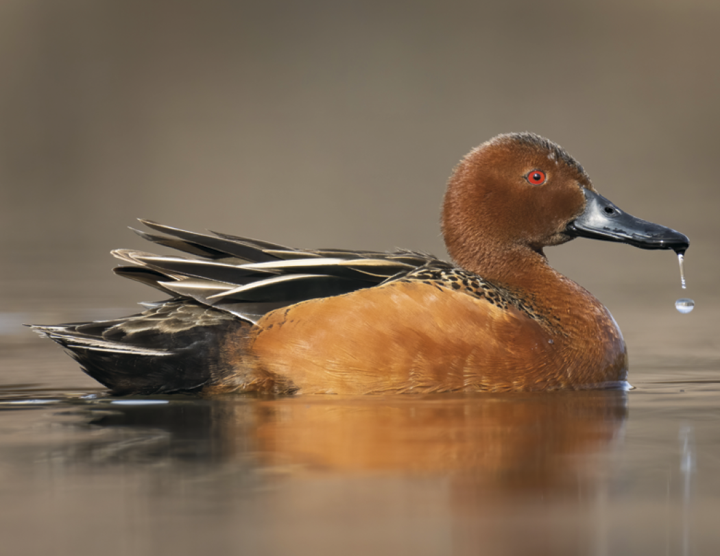 Good Value Waterfowl Spiral Calendar-7048