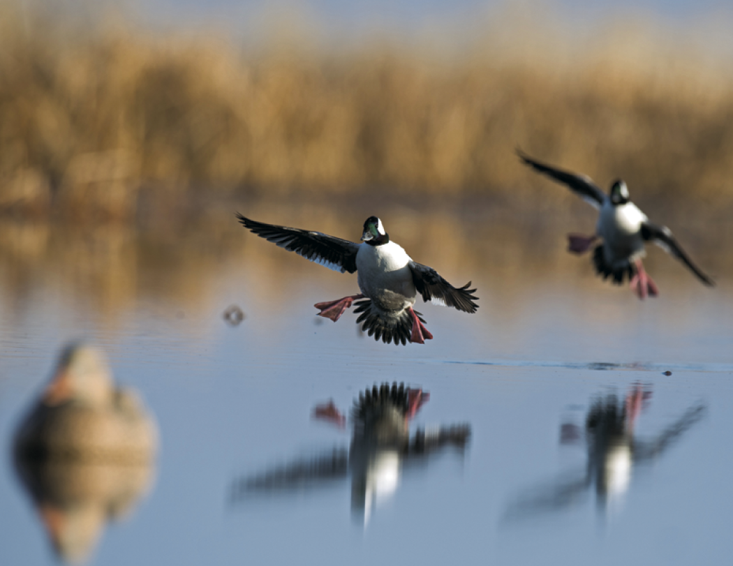 Good Value Waterfowl Spiral Calendar-7048
