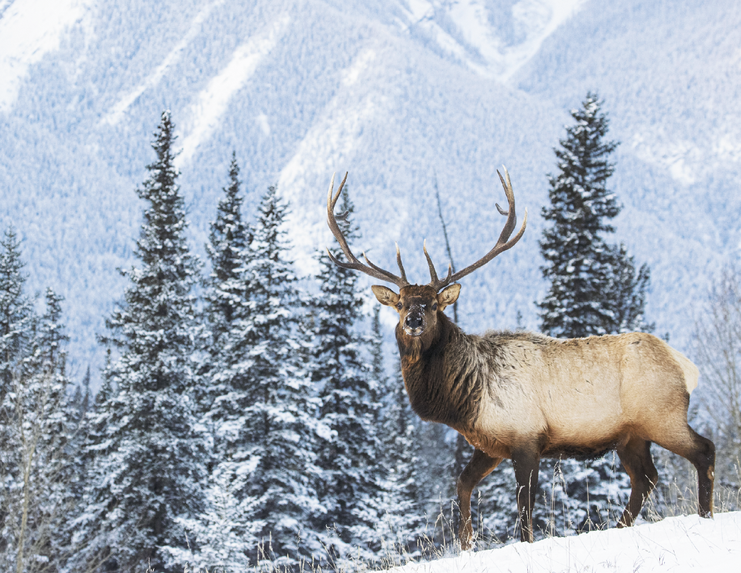 Good Value Wildlife Portraits Spiral Calendar-7063