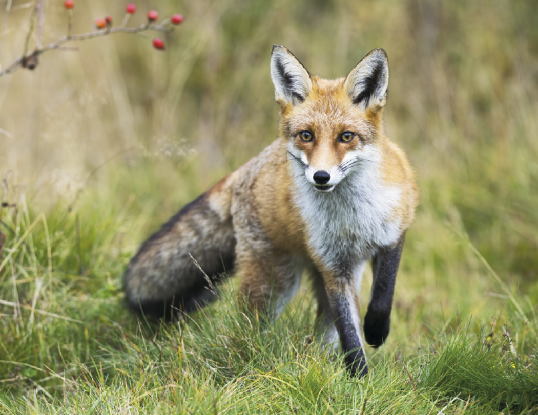 Good Value Wildlife Portraits Spiral Calendar-7063