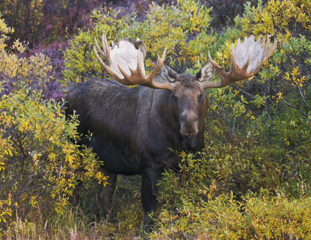 Good Value Wildlife Portraits Spiral Calendar-7063