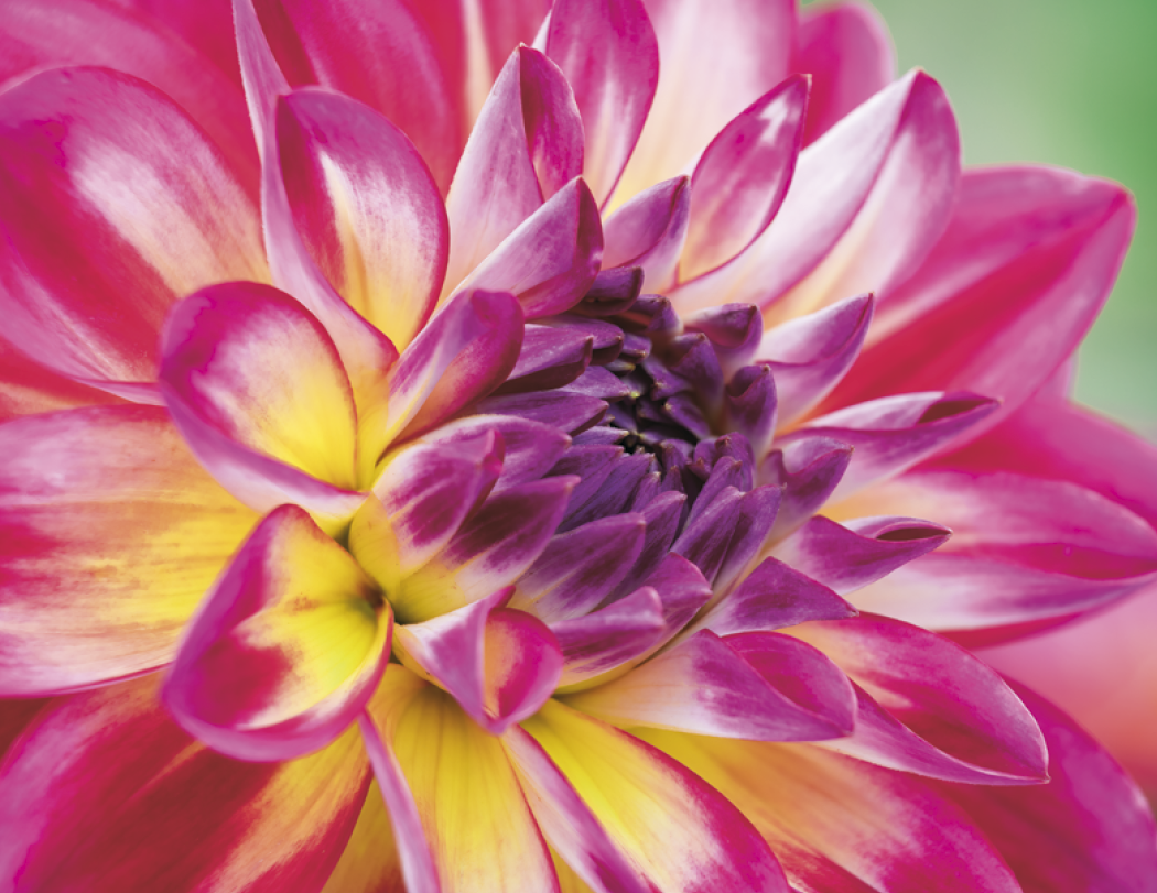 Good Value Flowers Spiral Calendar-7080