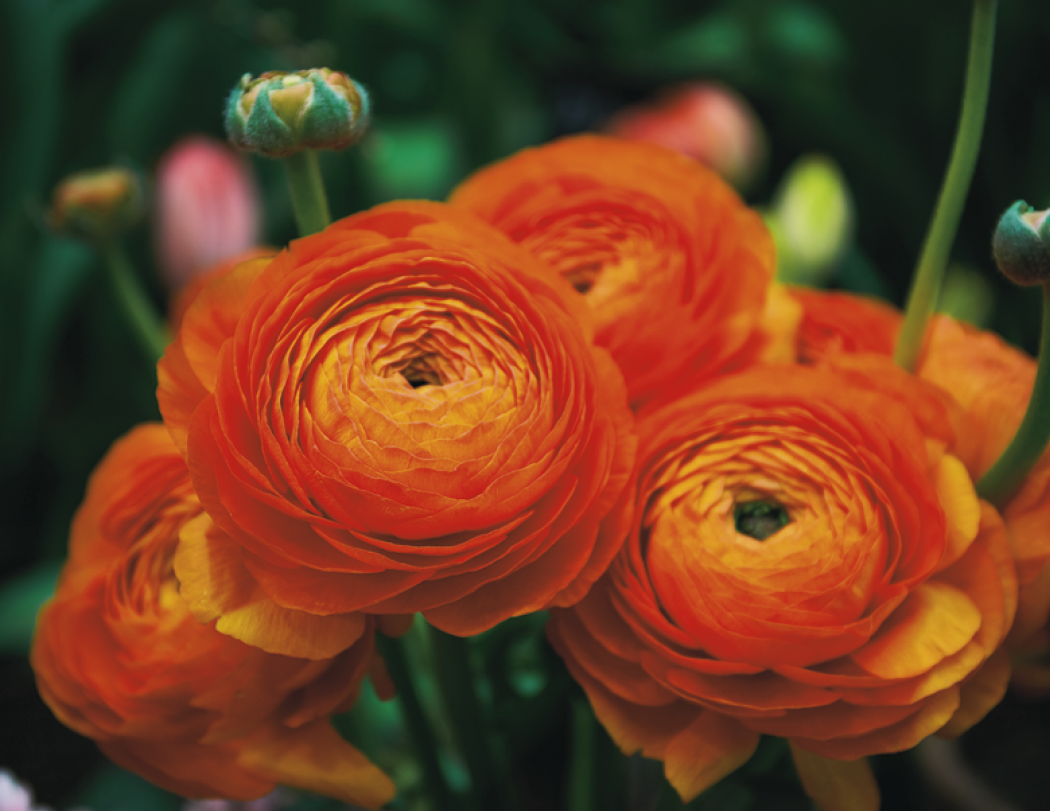 Good Value Flowers Spiral Calendar-7080