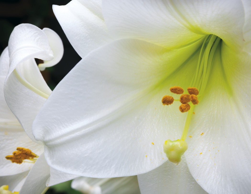 Good Value Flowers Spiral Calendar-7080