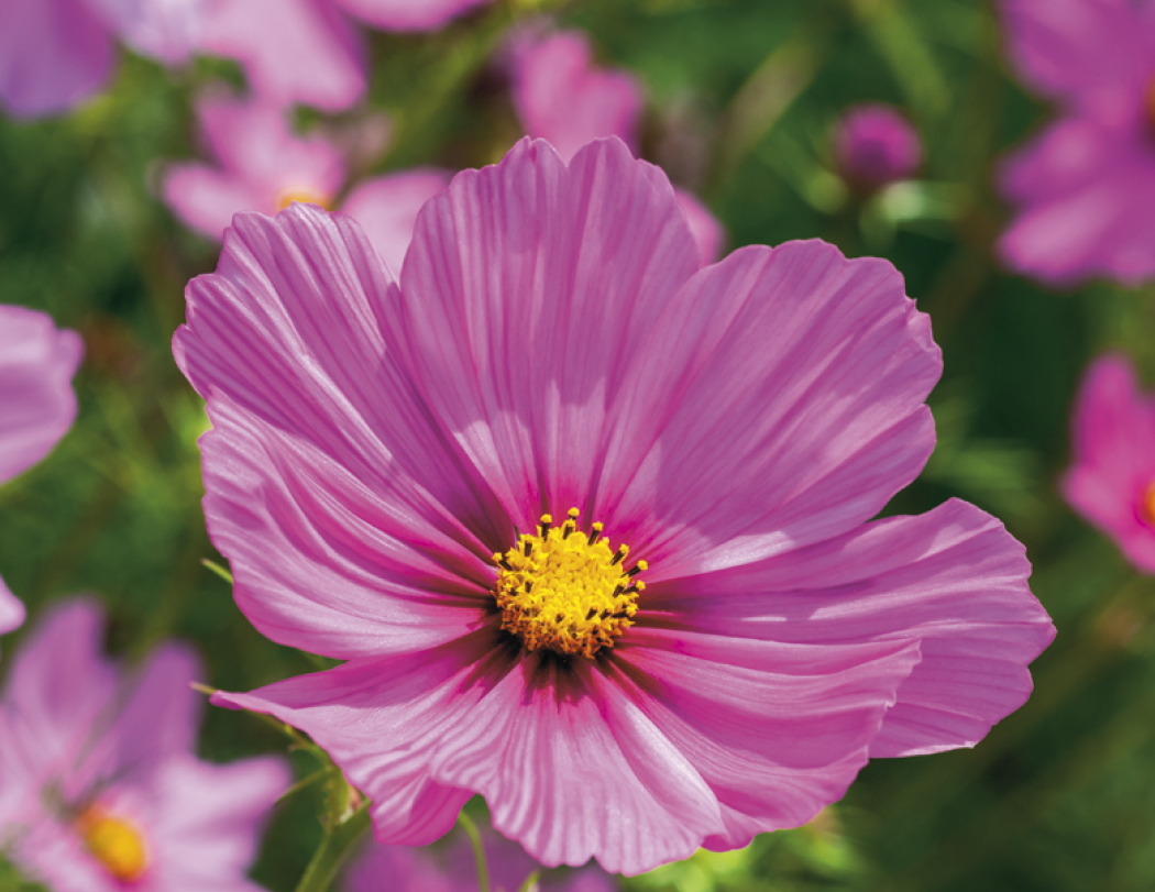 Good Value Flowers Spiral Calendar-7080