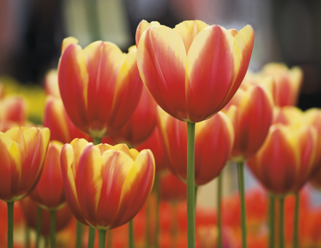 Good Value Flowers Spiral Calendar-7080