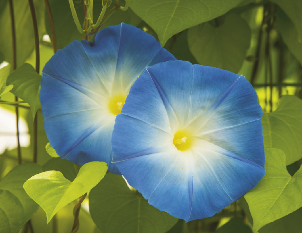 Good Value Flowers Spiral Calendar-7080