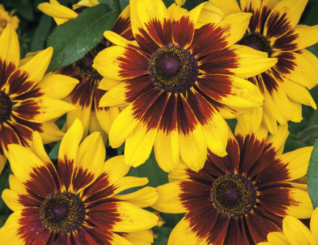 Good Value Flowers Spiral Calendar-7080