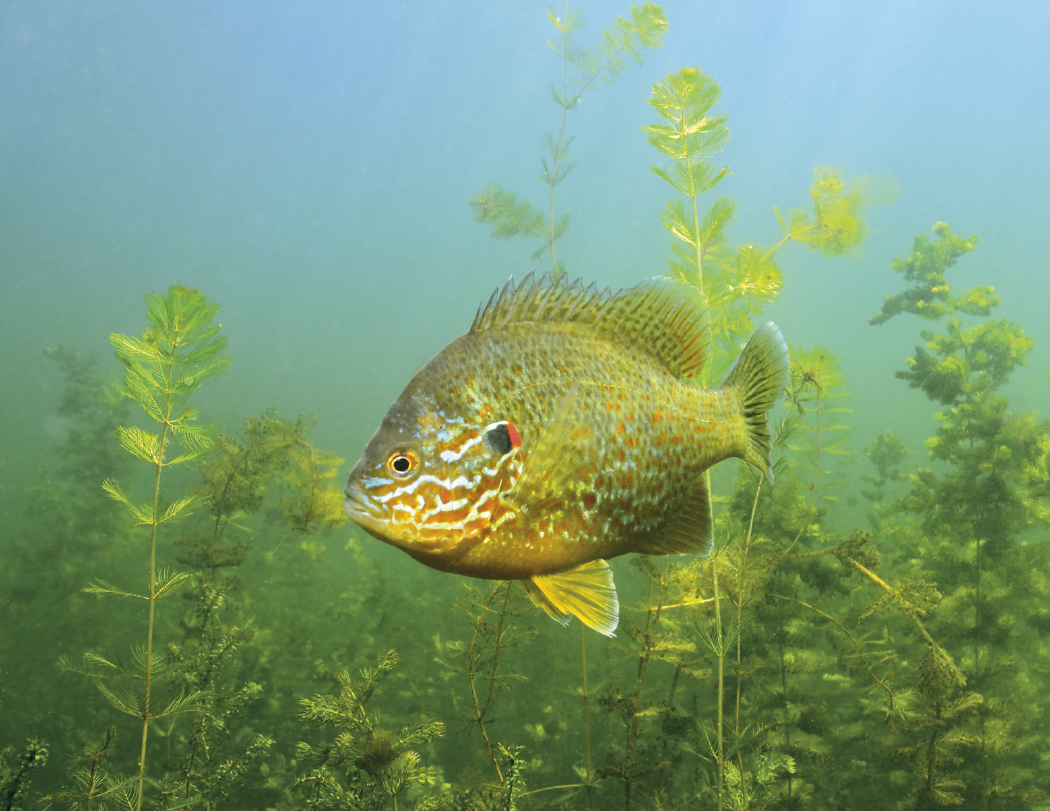 Good Value Fishing Spiral Calendar-7099
