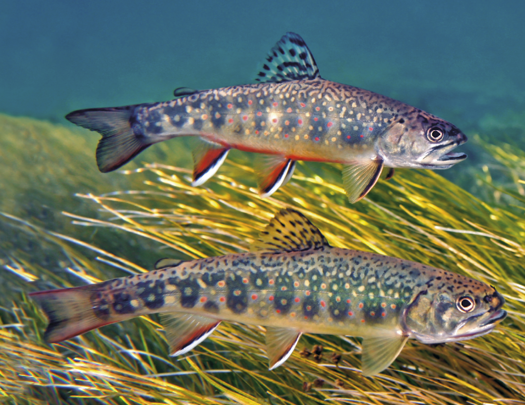 Good Value Fishing Spiral Calendar-7099