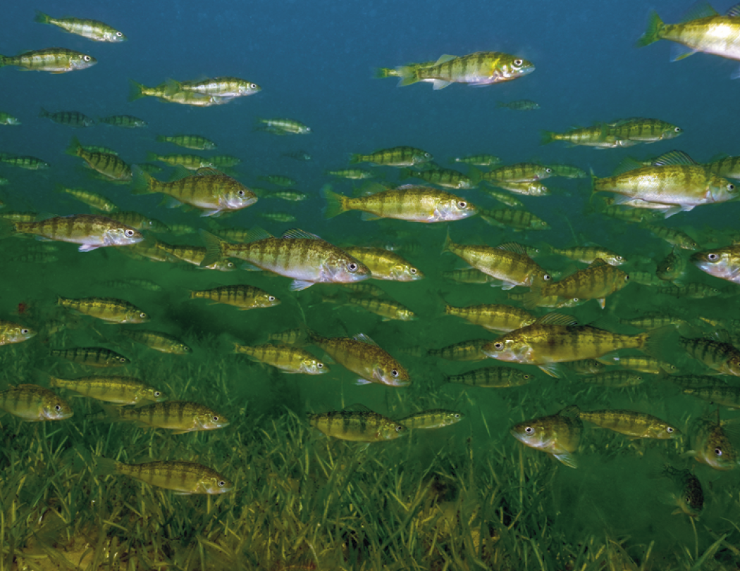 Good Value Fishing Spiral Calendar-7099