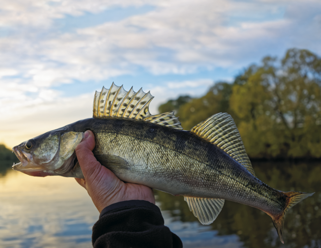 Good Value Fishing Spiral Calendar-7099