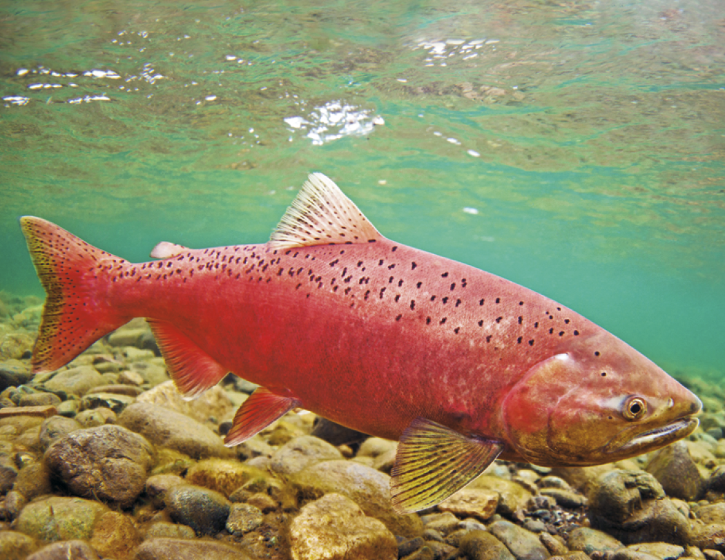 Good Value Fishing Spiral Calendar-7099