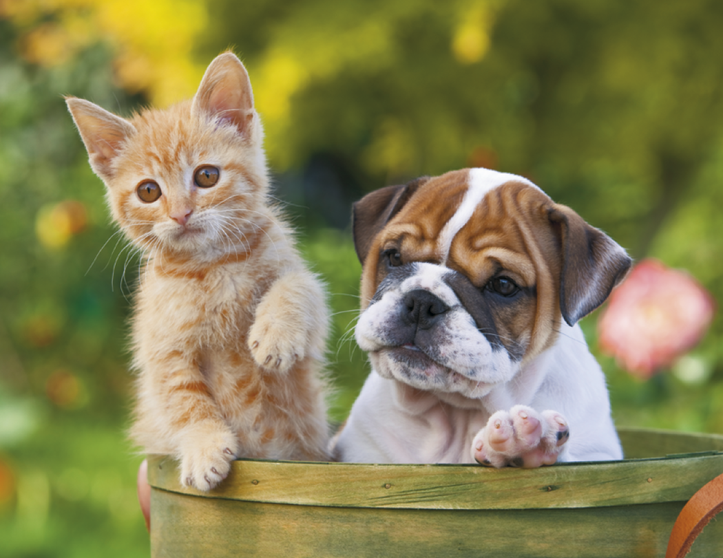Good Value Puppies Kittens Stapled Calendar-7207