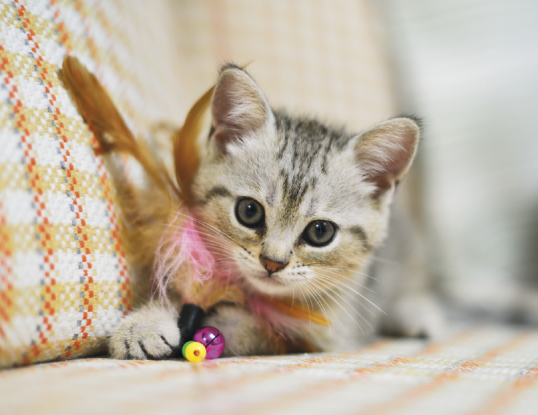 Good Value Puppies Kittens Stapled Calendar-7207