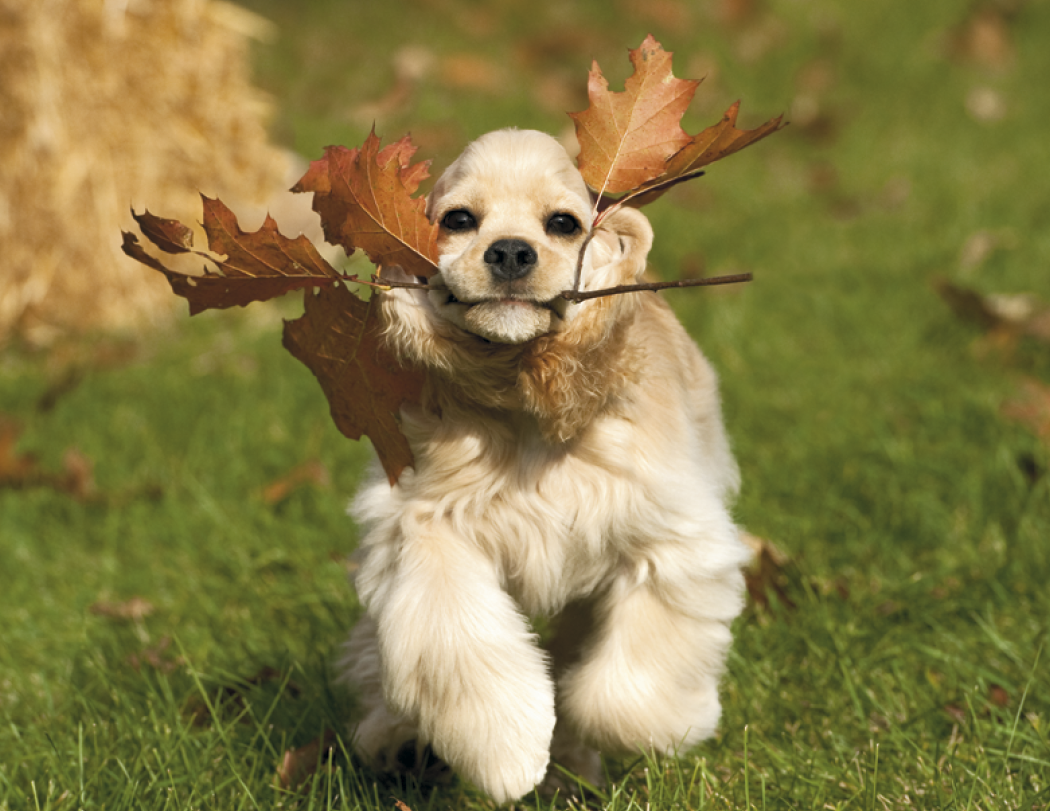 Good Value Puppies Kittens Stapled Calendar-7207