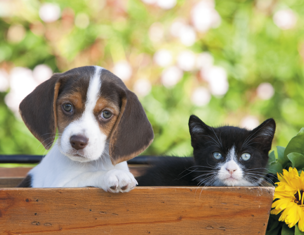 Good Value Puppies Kittens Stapled Calendar-7207