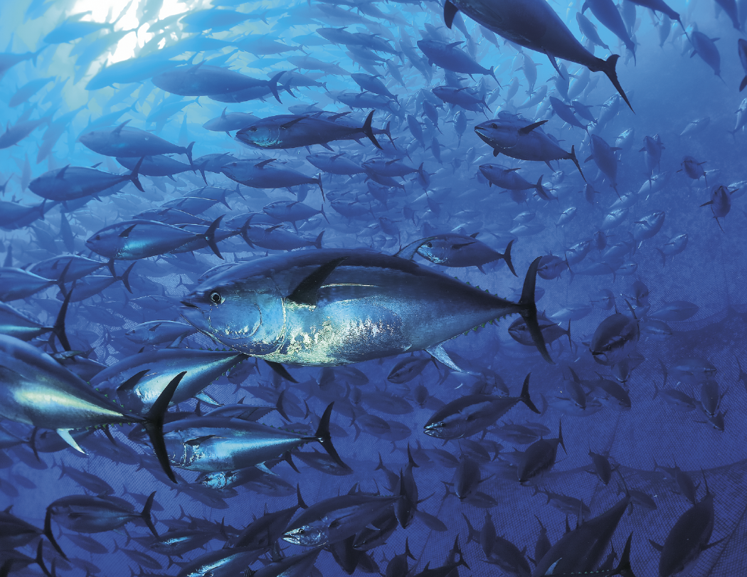 Good Value Ocean Glory Stapled Calendar-7217