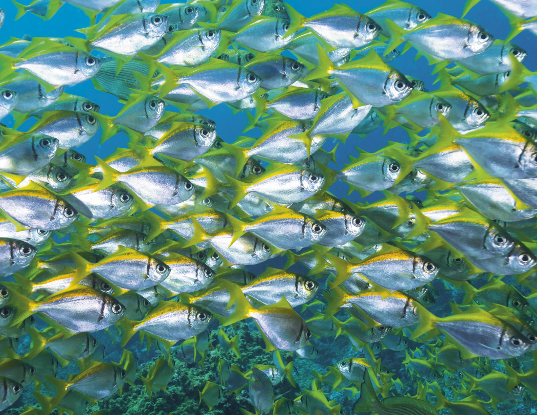 Good Value Ocean Glory Stapled Calendar-7217