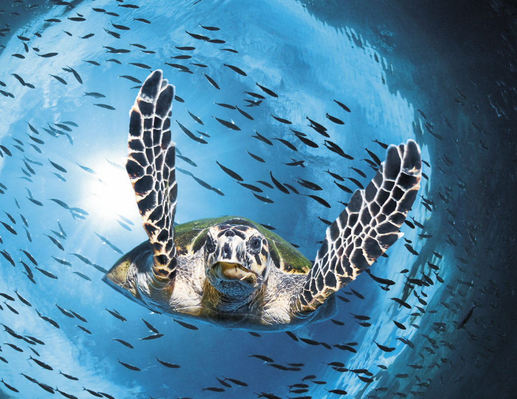 Good Value Ocean Glory Stapled Calendar-7217