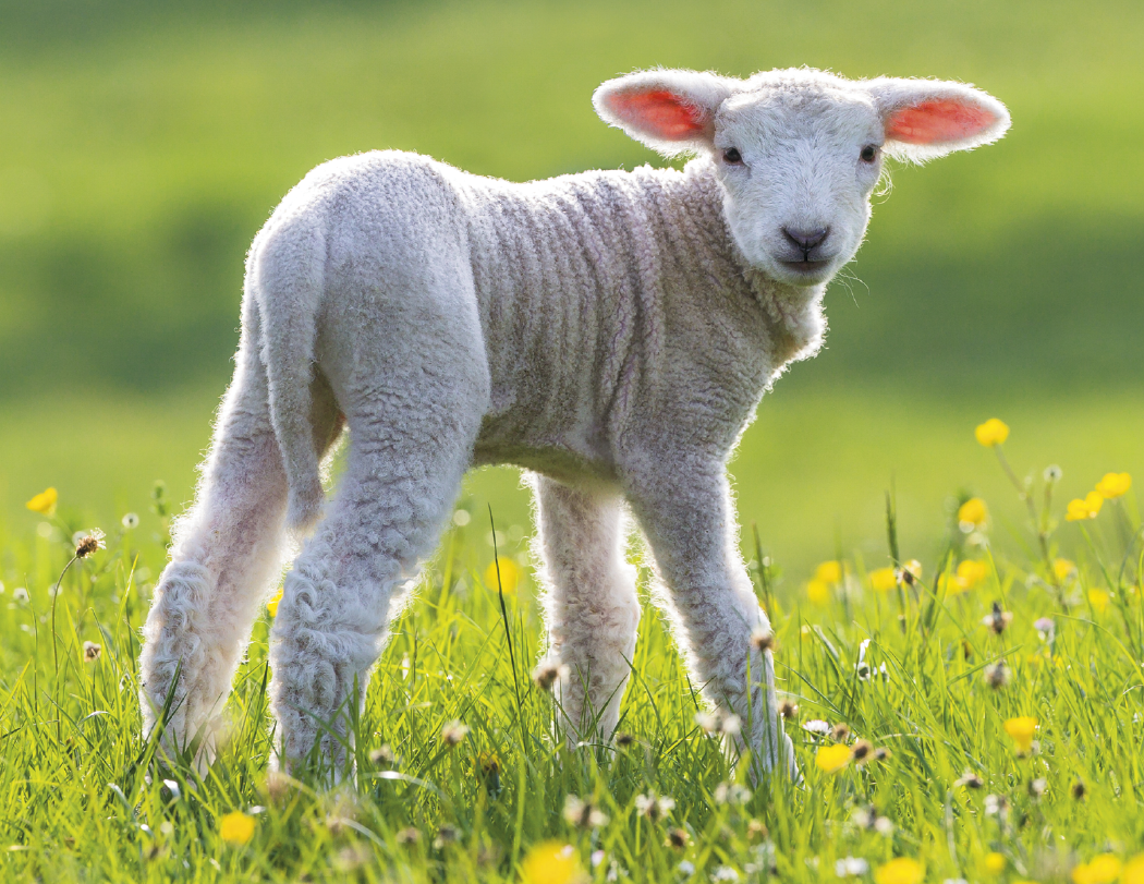 Good Value Baby Farm Animals Stapled Calendar-7220