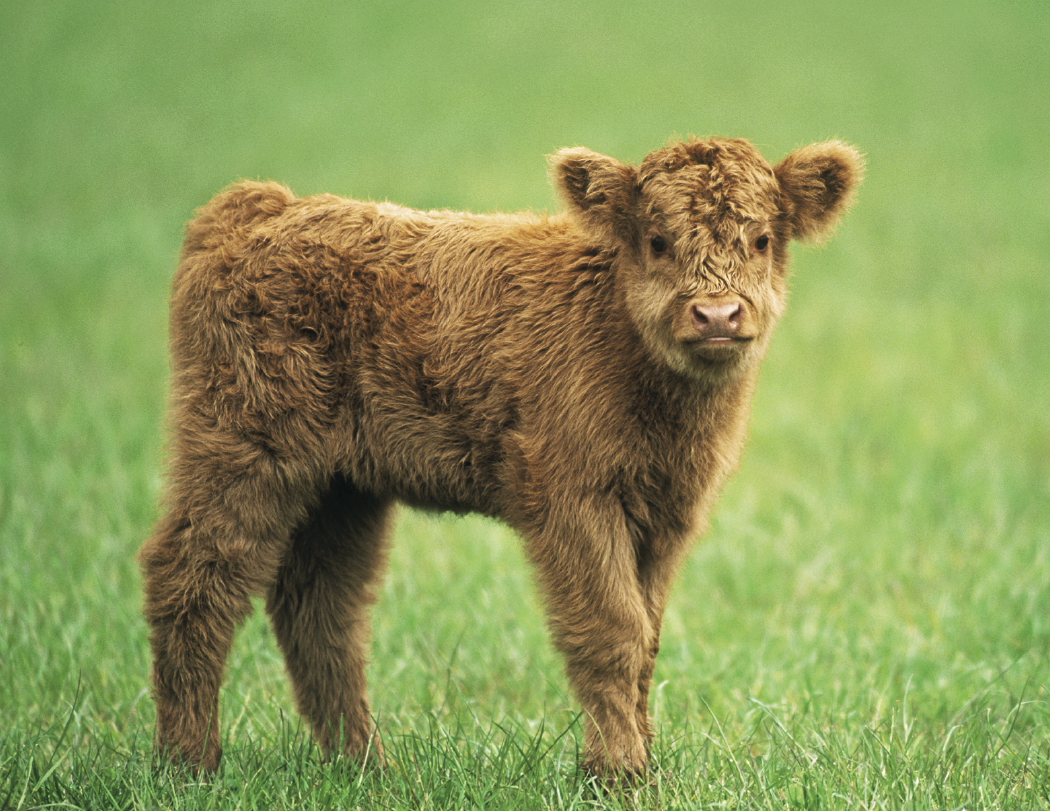 Good Value Baby Farm Animals Stapled Calendar-7220
