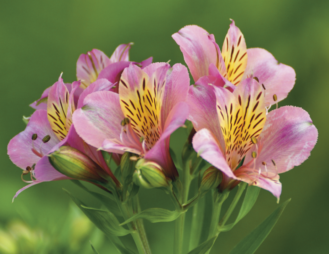 Good Value Flowers Stapled Calendar-7280