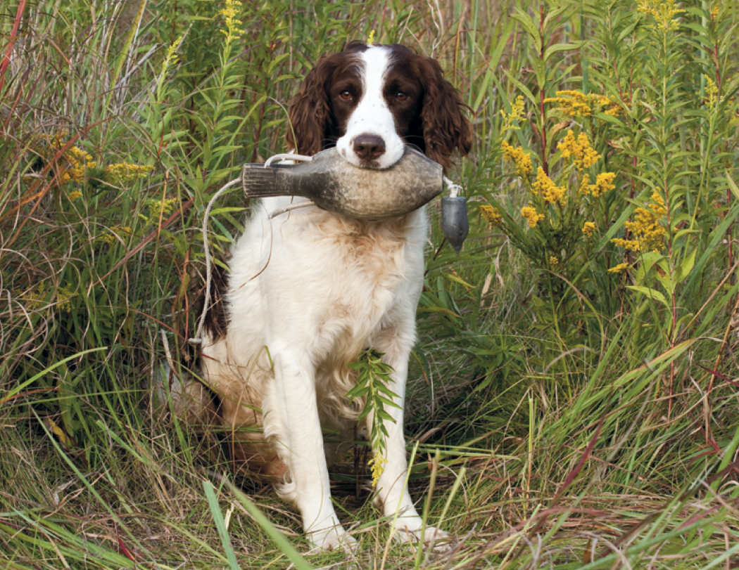 Good Value Sporting Dogs Stapled Calendar-7290