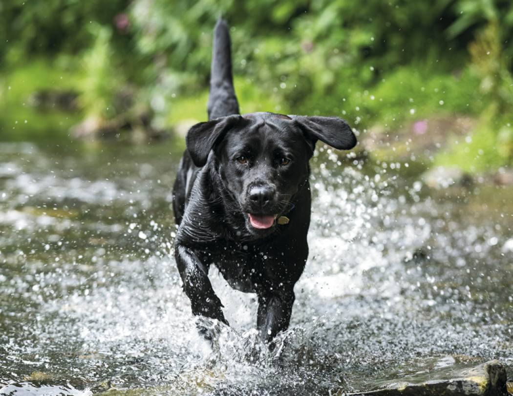 Good Value Sporting Dogs Stapled Calendar-7290