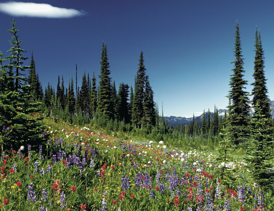 Good Value Canadian National Parks Stapled Calendar-7313