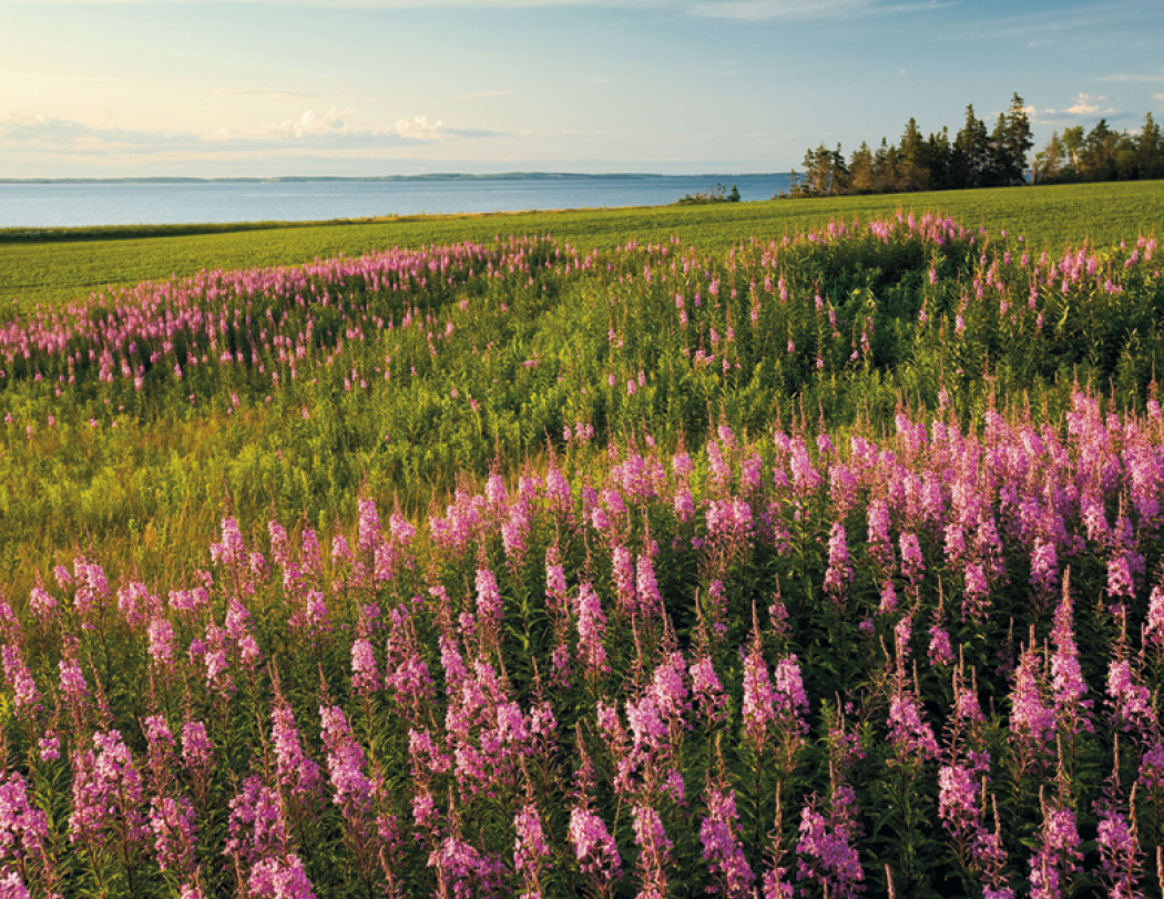 Good Value Scenic Canada Window Calendar-7502