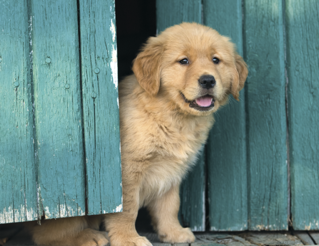 Good Value Puppies Kittens Window Calendar-7507