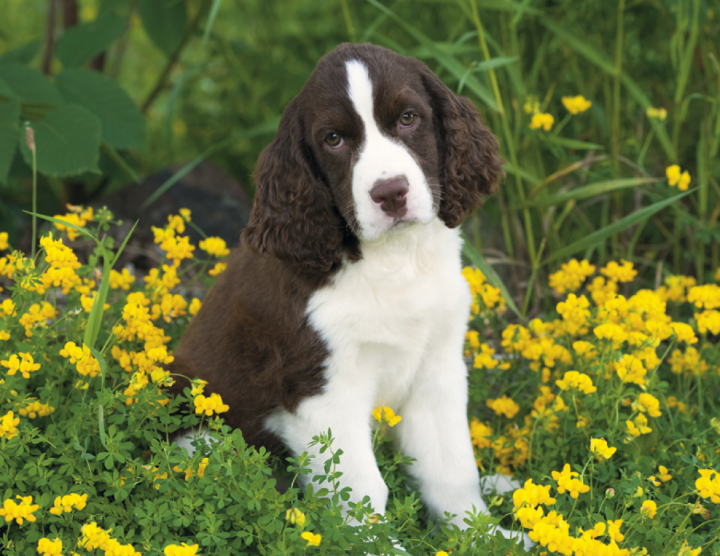 Good Value Puppies Kittens Window Calendar-7507