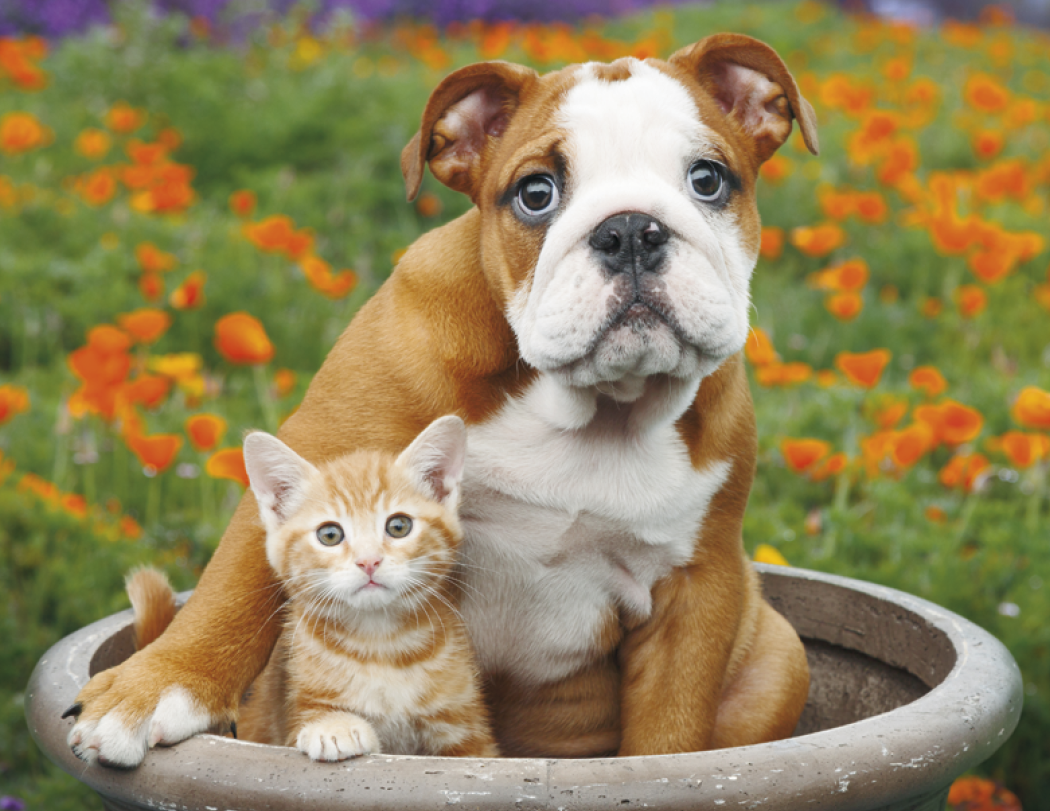 Good Value Puppies Kittens Window Calendar-7507