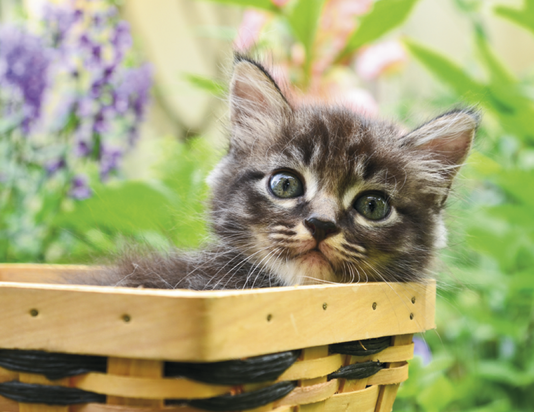 Good Value Puppies Kittens Window Calendar-7507