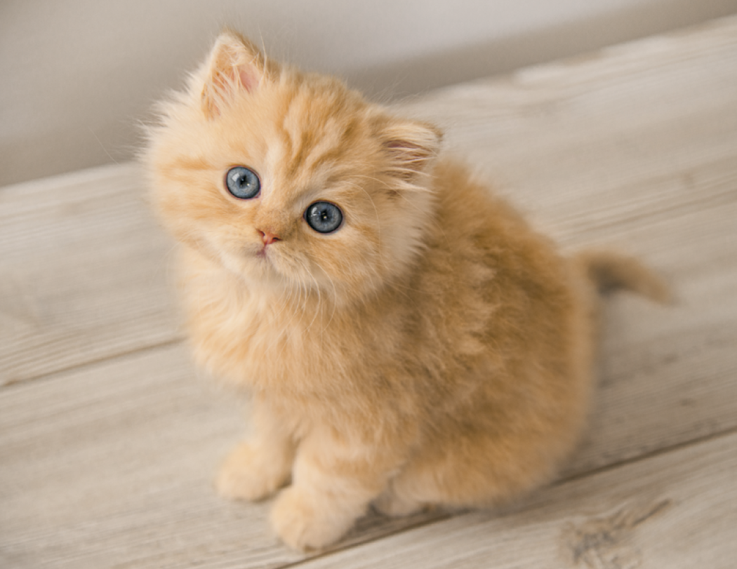 Good Value Puppies Kittens Window Calendar-7507