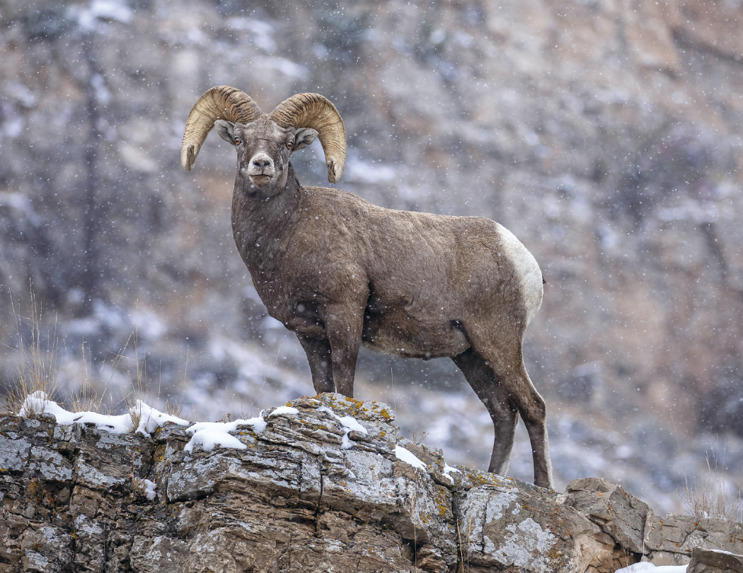 Good Value Wildlife Portraits Window Calendar-7563