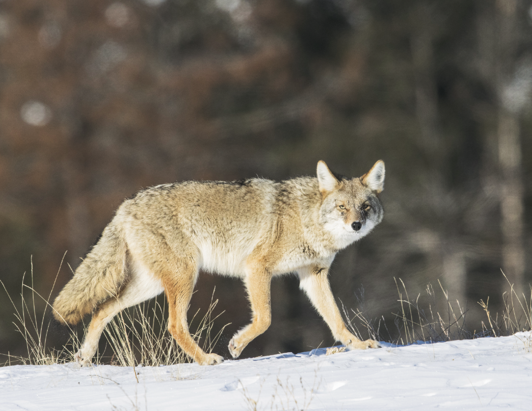 Good Value Wildlife Portraits Window Calendar-7563