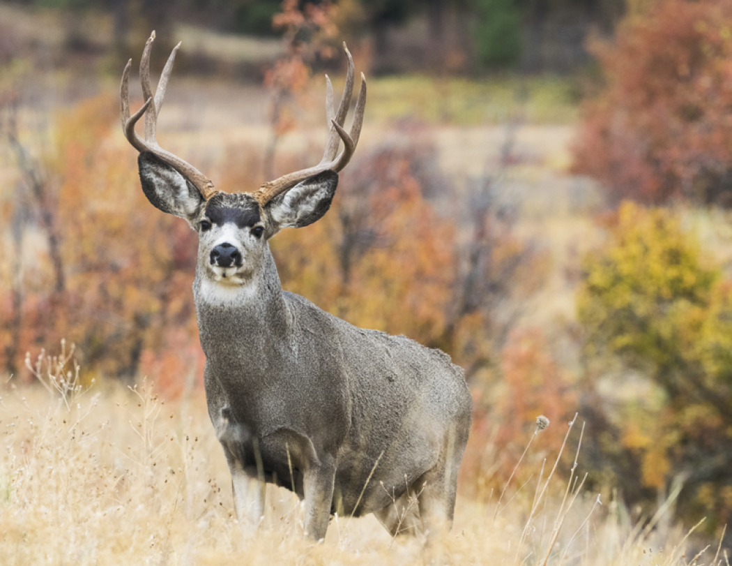 Good Value Wildlife Portraits Window Calendar-7563