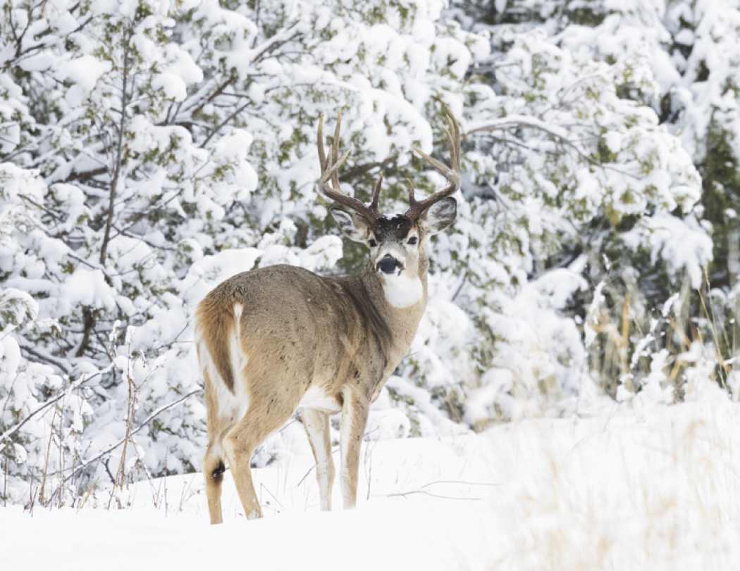 Good Value Wildlife Portraits Window Calendar-7563