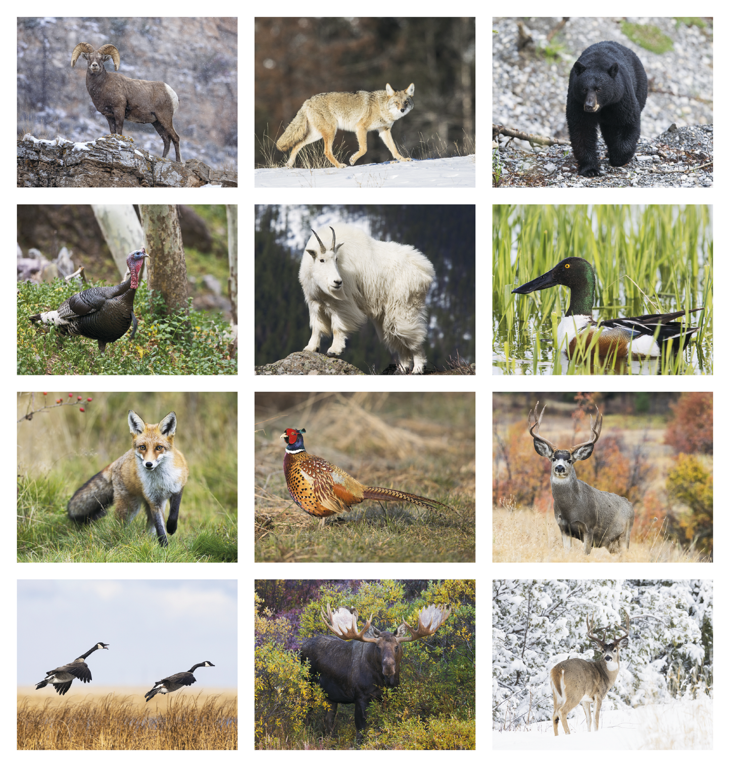 Good Value Wildlife Portraits Window Calendar-7563