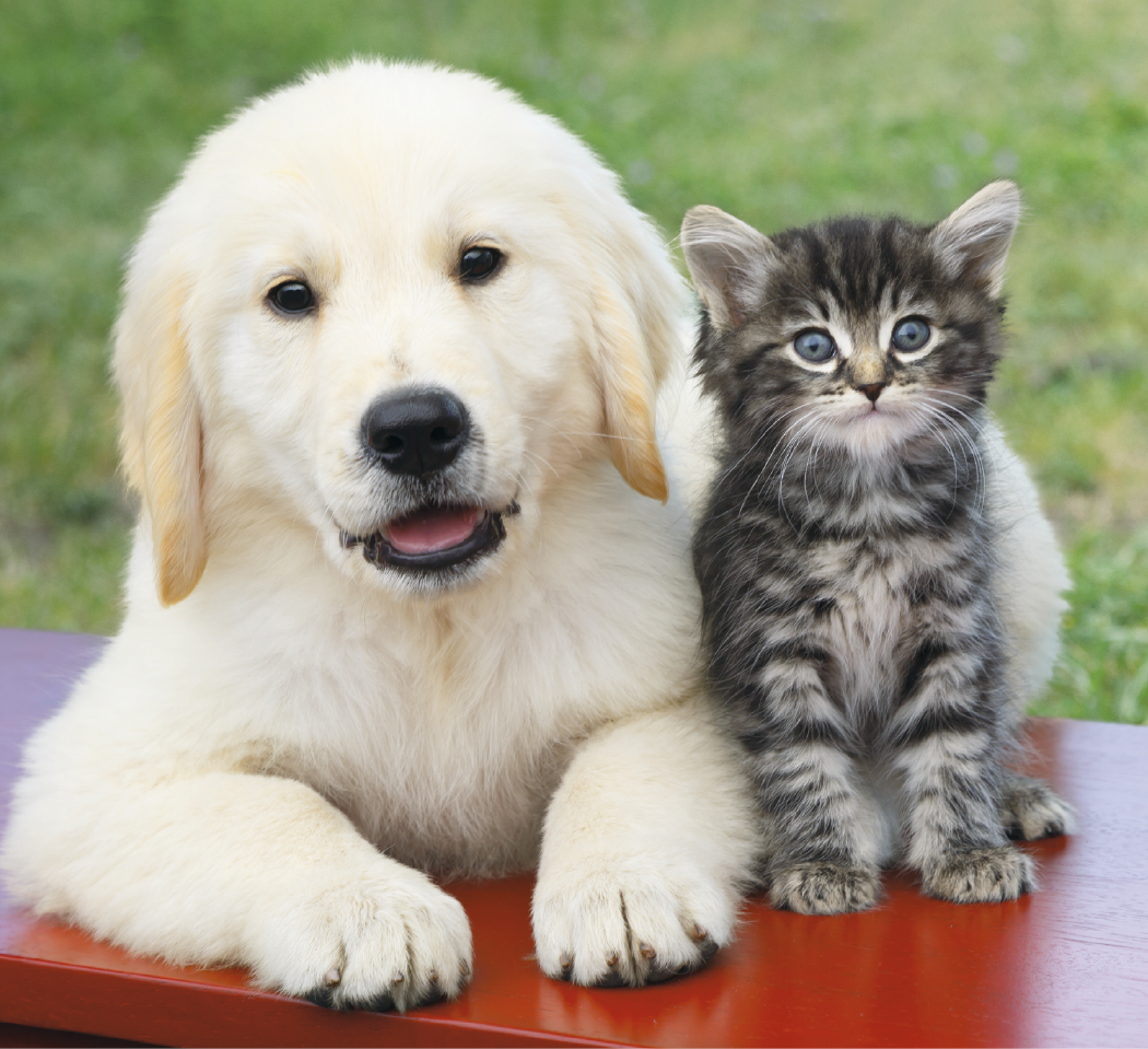 Good Value Puppies Kittens Mini Calendar-7708