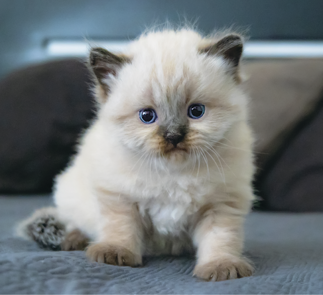 Good Value Puppies Kittens Mini Calendar-7708