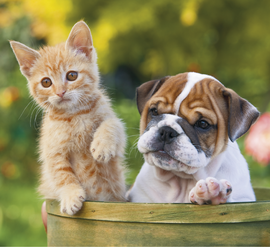 Good Value Puppies Kittens Mini Calendar-7708
